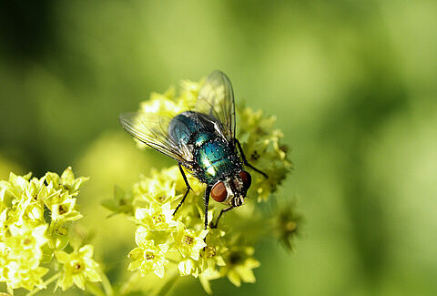 Check-list de pollinisation Natupol Fly