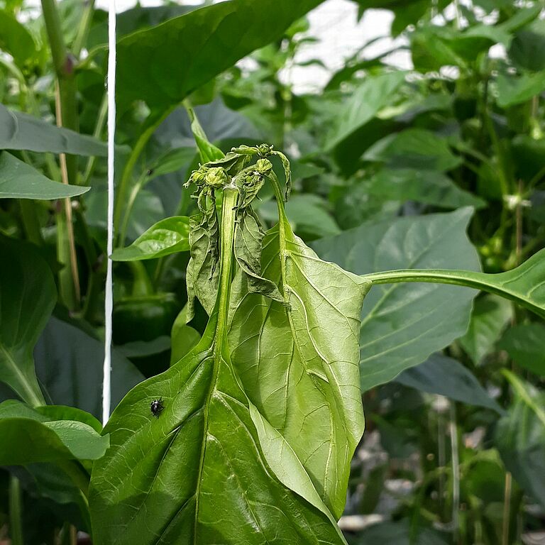 Damage in sweet pepper caused by the Southern Green Stink bug Nezara viridula