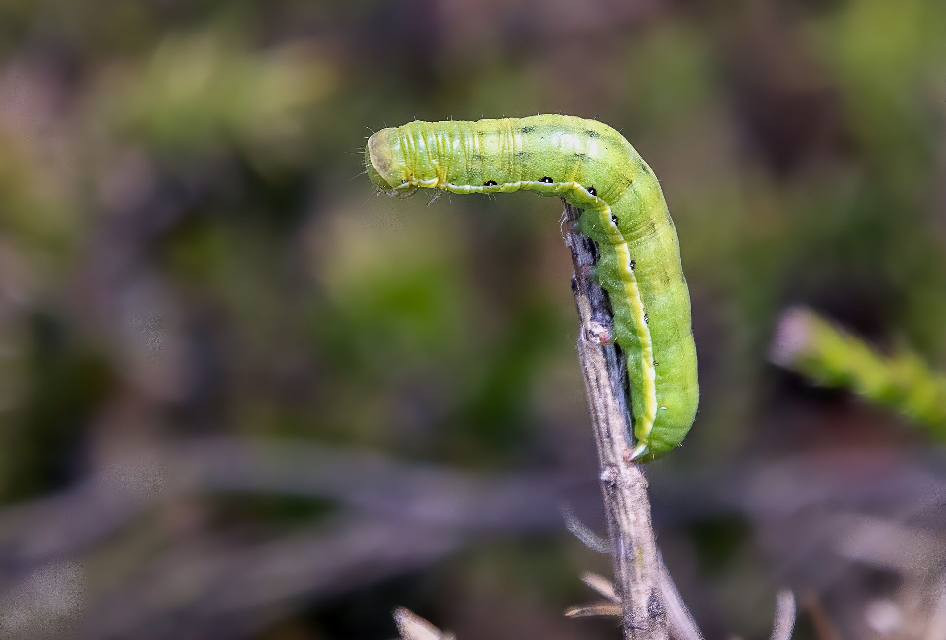 Plus d'ennuis avec nos biosolutions contre la Pyrale du Buis !
