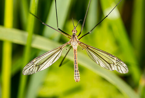 Tipule des prairies
