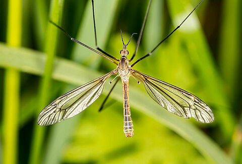 Tipule des prairies