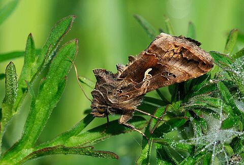 Noctuelle gamma