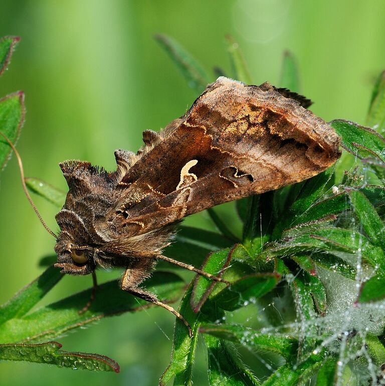 Silver-Y moth Autographa gamma Adult stage