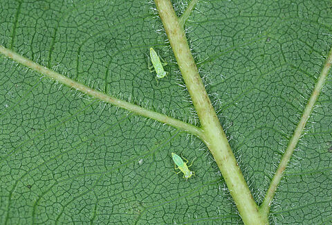 Cicadelle des grillures de la vigne