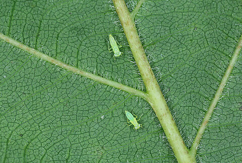 Cicadelle des grillures de la vigne