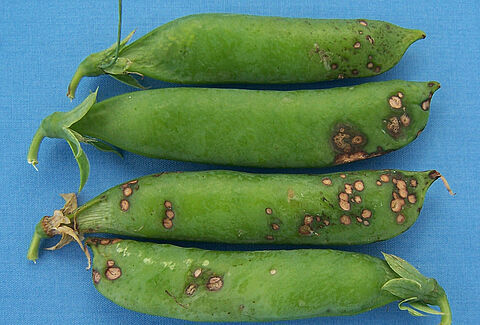 Ascochytose du pois, anthracnose du pois