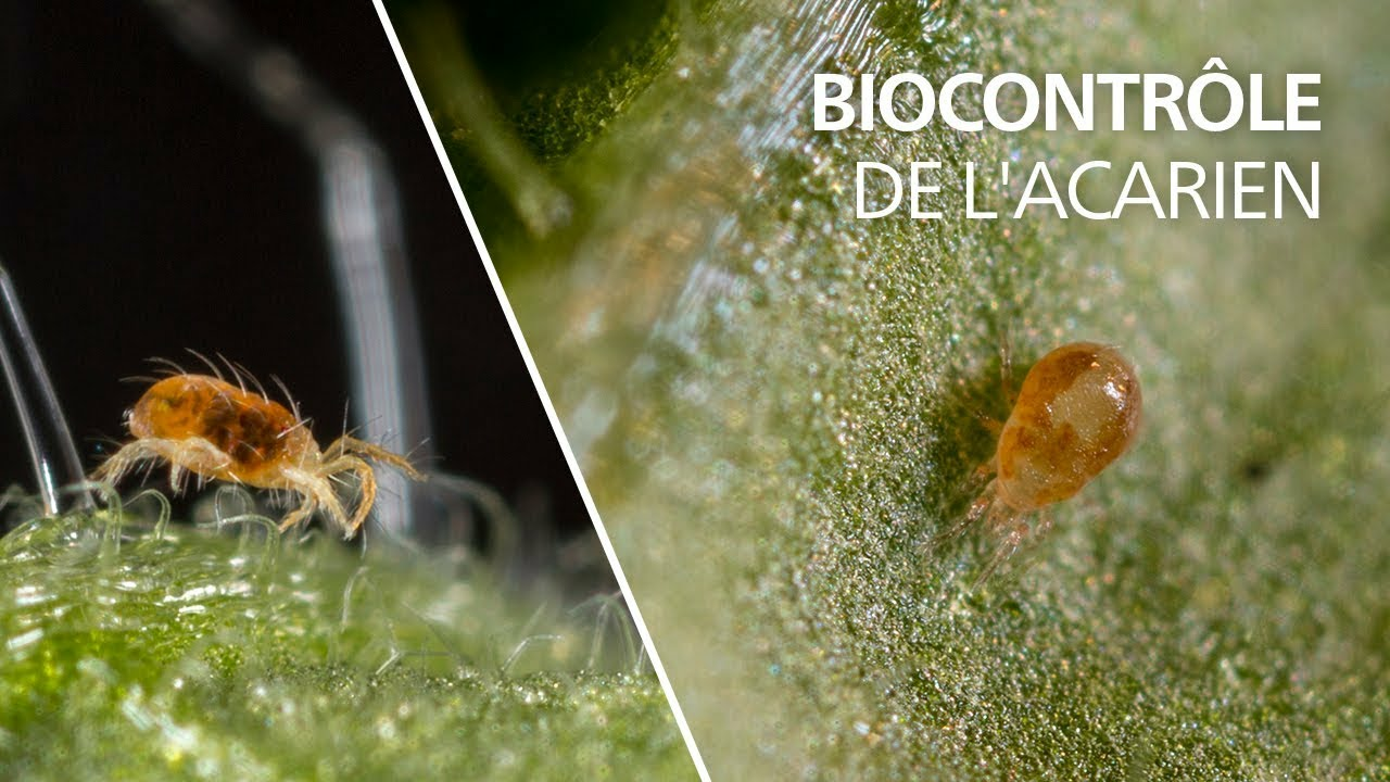 Biocontrôle de l'acarien tétranyque avec l'acarien auxiliaire prédateur Neoseiulus californicus