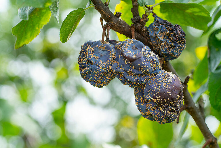 Brown rot Monilinia