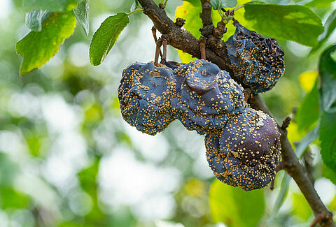 Moniliose ou pourriture brune des arbres fruitiers