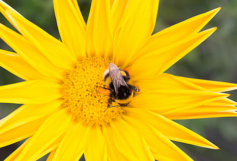 Comment protéger les bourdons de la chaleur