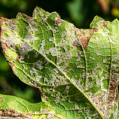 A dangerous disease of grape Mildew - downy mildew ( lat. Of plasmopara viticola ). Grape leaves, due to the active reproduction of the fungus, covered with moldy plaque