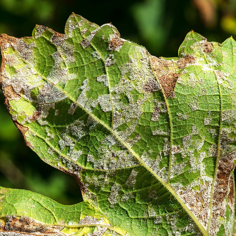 A dangerous disease of grape Mildew - downy mildew ( lat. Of plasmopara viticola ). Grape leaves, due to the active reproduction of the fungus, covered with moldy plaque