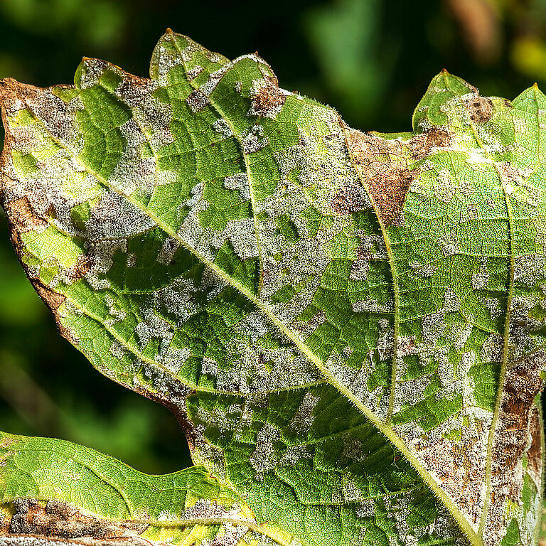 A dangerous disease of grape Mildew - downy mildew ( lat. Of plasmopara viticola ). Grape leaves, due to the active reproduction of the fungus, covered with moldy plaque