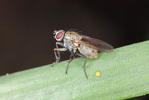Mouche de l’oignon