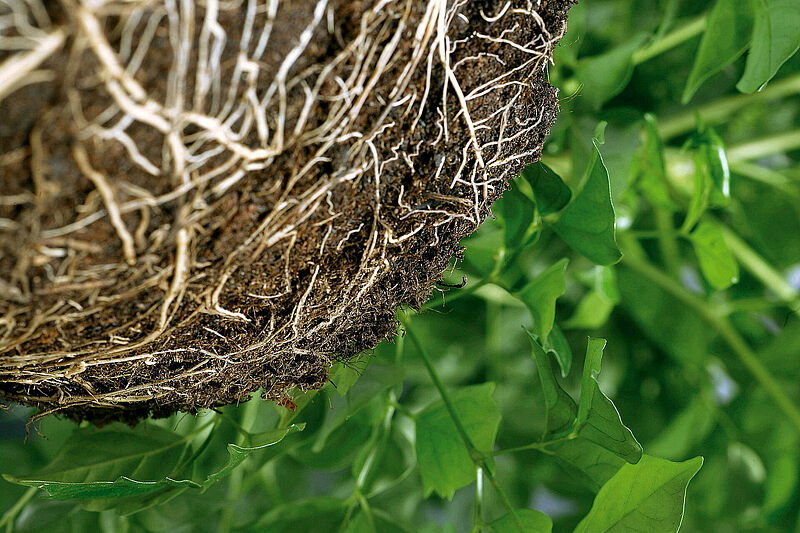 Plant growth promotion and crop resilience 2 Koppert