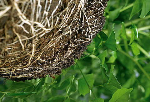 NatuGro gazon, alternative naturelle contre le Dollar Spot