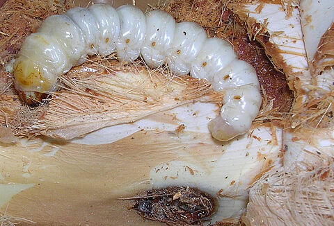 Papillon du palmier : début des traitements nématodes PALMANEM