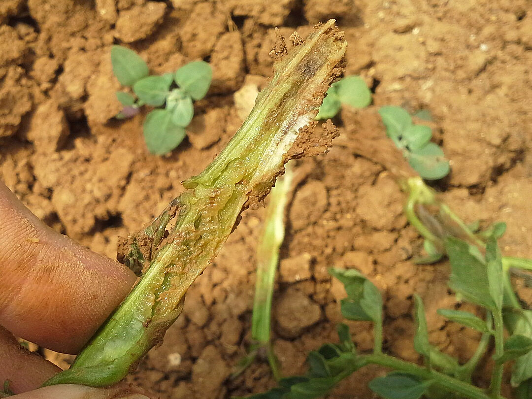 Fusarium spp - Prevention, Control and Damage