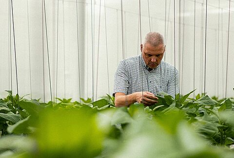 Acariens Prédateurs : Un parcours d'innovations en matière de biocontrôle