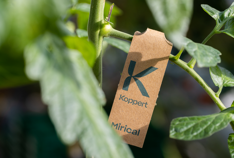 Mirical – une protection optimale contre les aleurodes grâce à un système de lâcher révolutionnaire