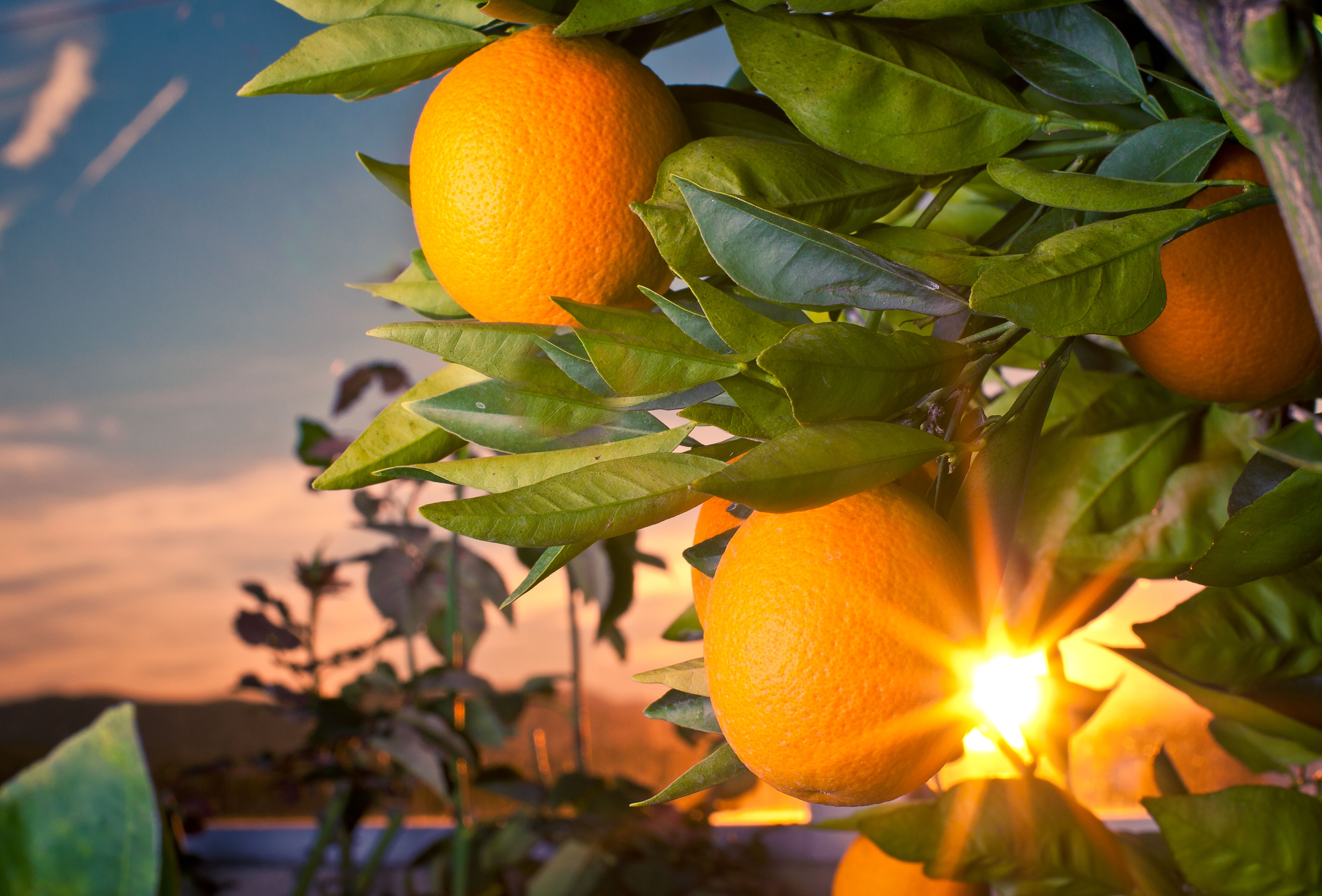 Alternative aux produits chimiques : les auxiliaires Koppert contrôlent efficacement les ravageurs dans les cultures de plein champ