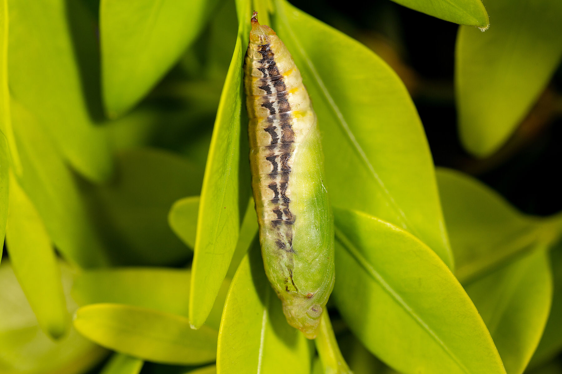 Pyrale du buis Biocontrôle, dégâts et cycle de vie — free download