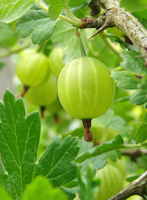 Groseillier à maquereau