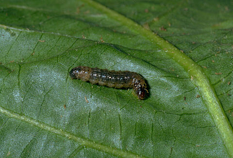 Pyrale sud-européenne des marais