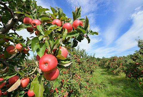 Pommier