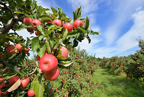 Pommier