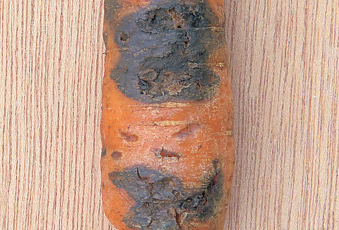 Pourriture noire (Black rot) des racines de carotte