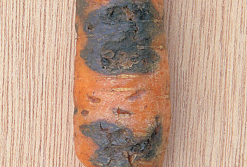 Pourriture noire (Black rot) des racines de carotte