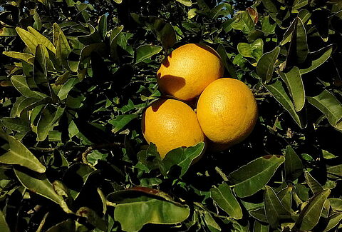 Pamplemousse