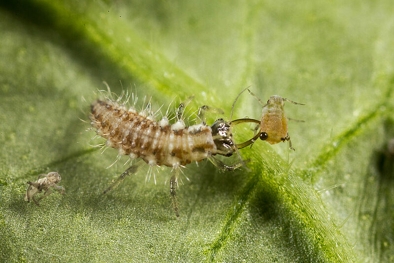 Chrysoperla_carnea_larve_1_copyright_Koppert.jpg