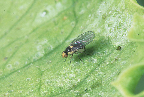 Mouche mineuse sud-américaine