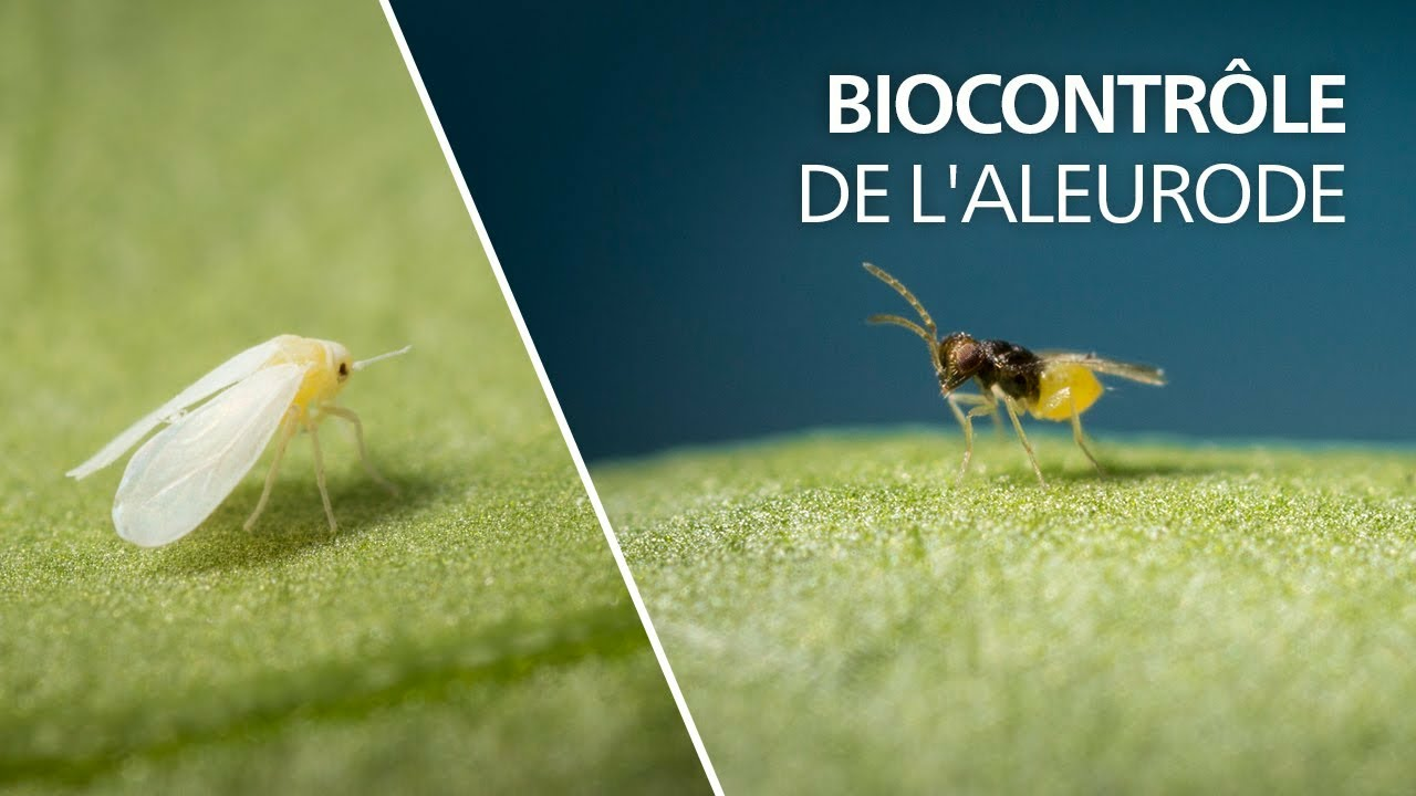Biocontrôle de l'aleurode avec Encarsia formosa