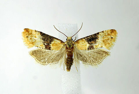 Tordeuse de la vigne Cochylis