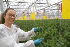 Nesidiocoris : une punaise sous biocontrôle