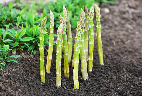 Asperge