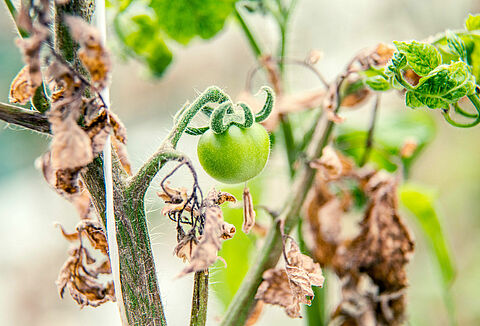 Virus de la mosaïque du pépino