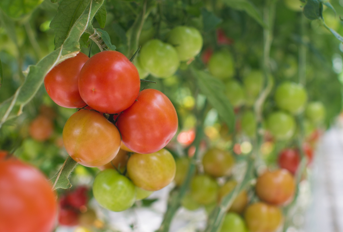 Vos tomates méritent ce qu'il y a de mieux contre les ravageurs et les maladies !