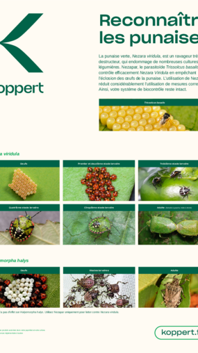 Reconnaître les punaises