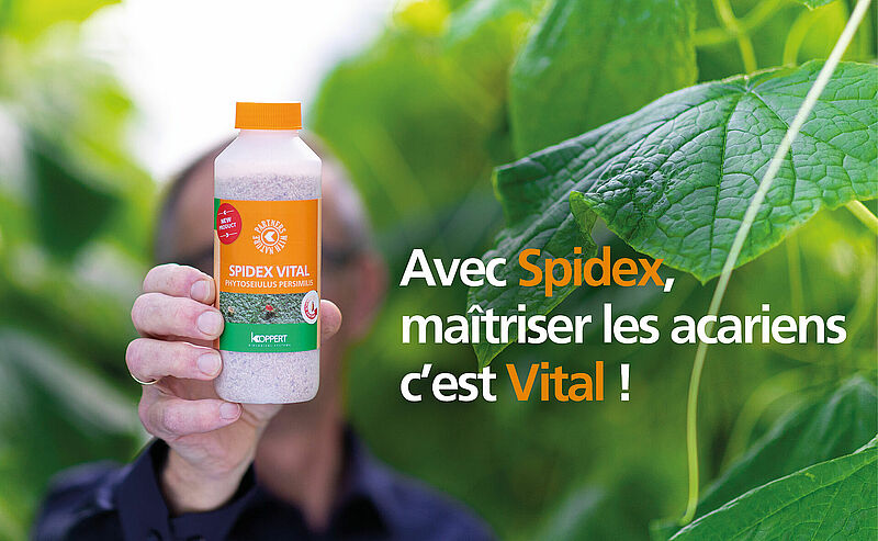 Koppert_Spidex_Vital_banner.jpg