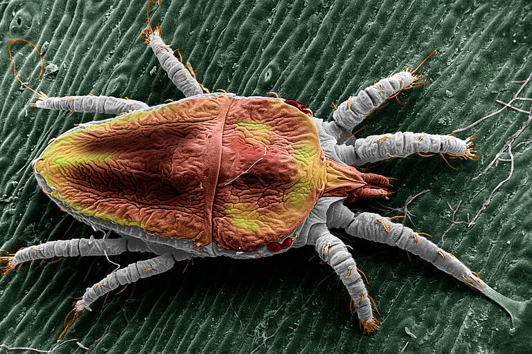 False spider mite Brevipalpus yothersi