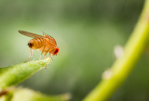Drosophila suzukii