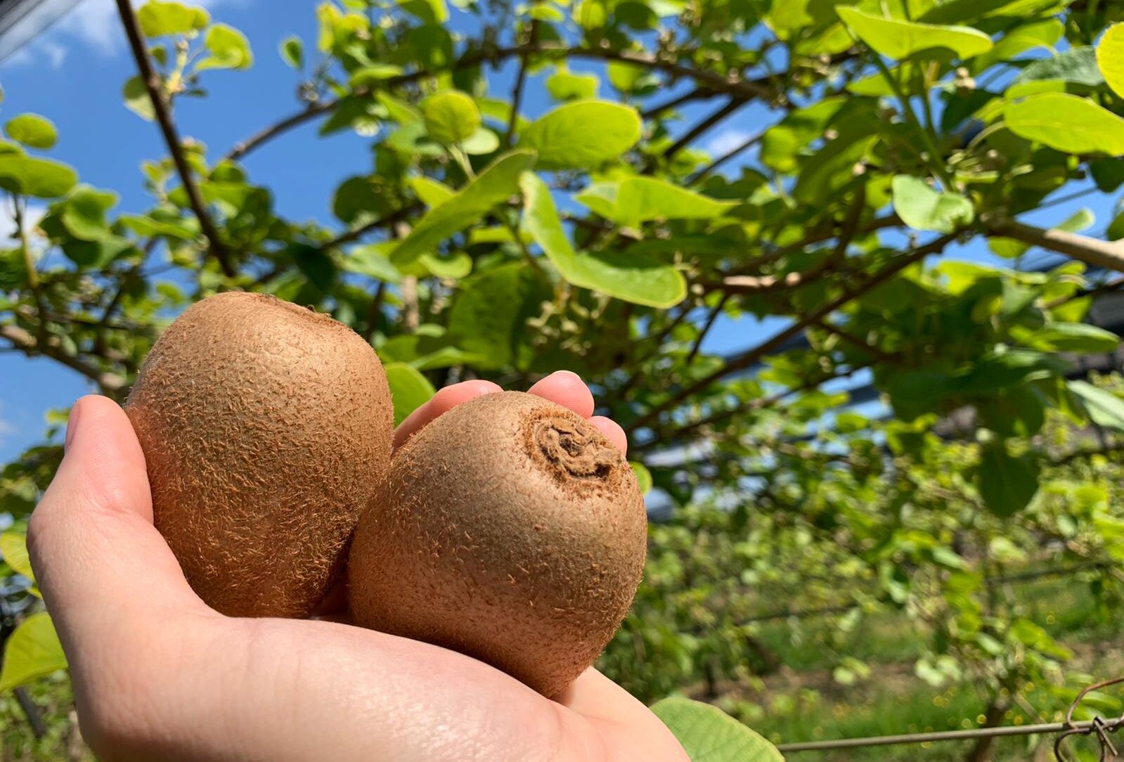 Cette année, mettez le PAQUET ... sur la pollinisation des kiwis !