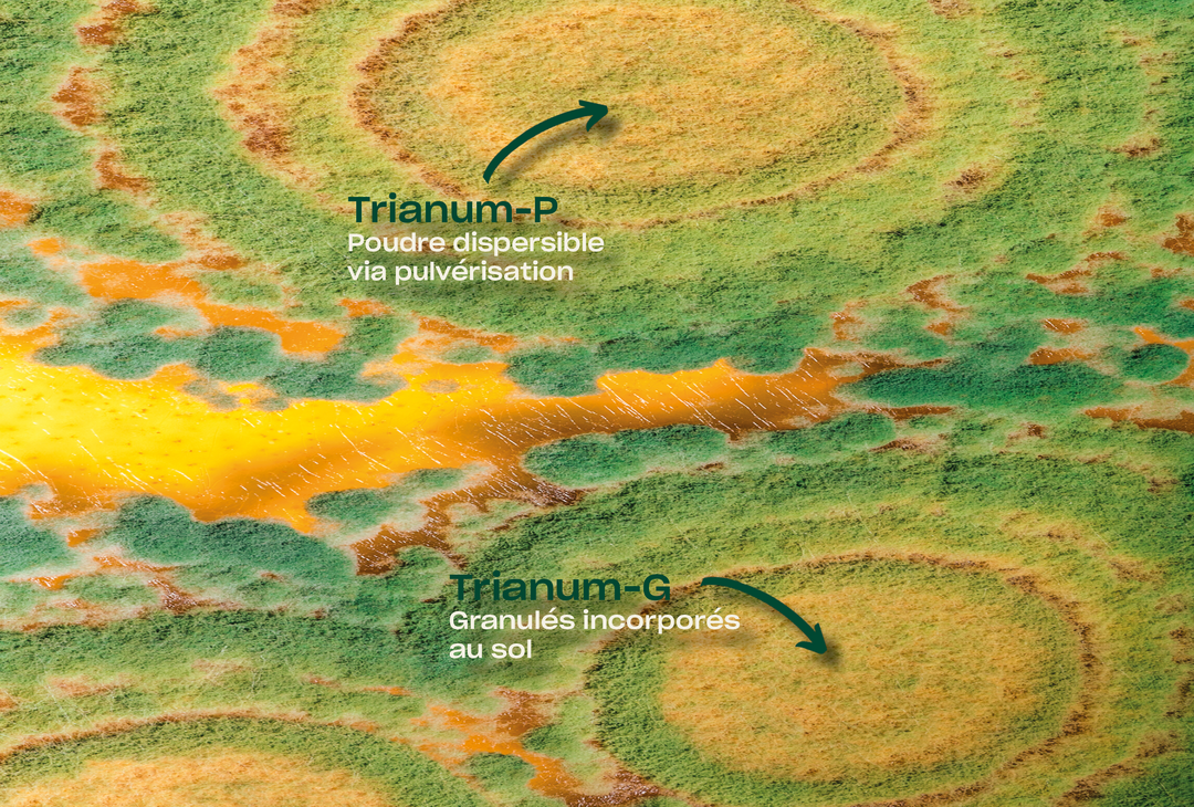 Avec TRIANUM, zéro ultimatum! | Koppert France