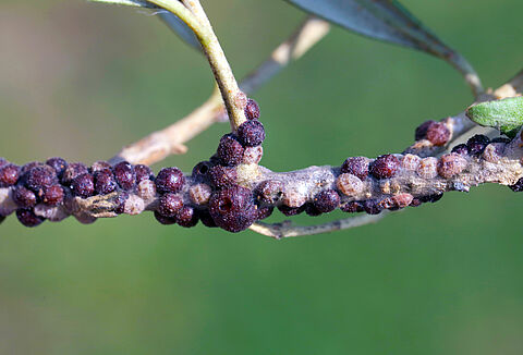Cochenille noire de l'olivier
