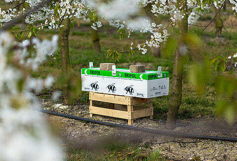 Un producteur de fruits utilise Natupol Tripol pour la pollinisation en plein air.