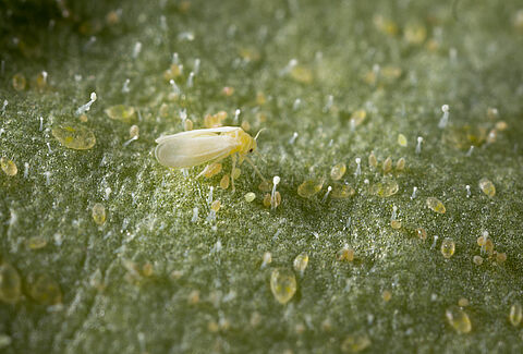 Aleurode du tabac